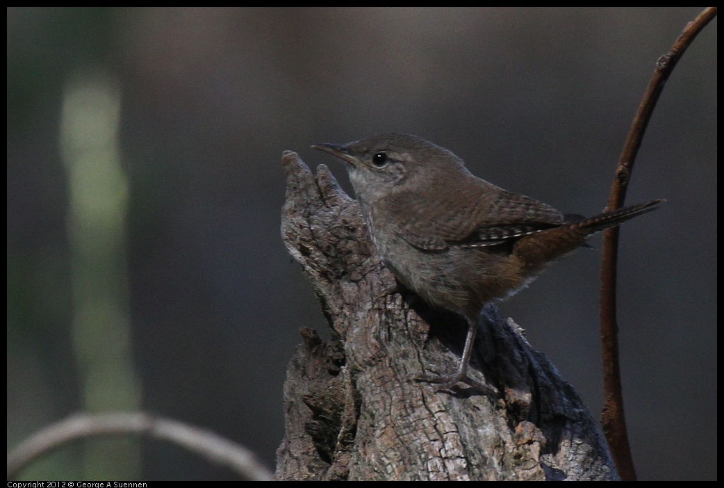 0703-091128-02.jpg - Pacific or House Wren?