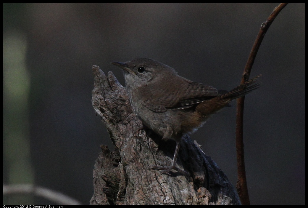 0703-091128-03.jpg - Pacific or House Wren?