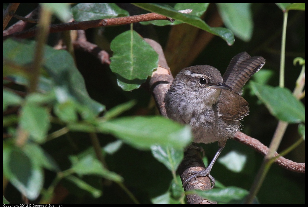 0703-091252-01.jpg - Bewick's Wren