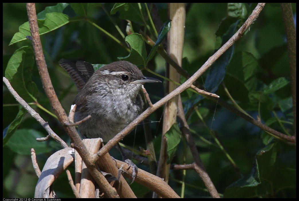 0703-091307-04.jpg - Bewick's Wren