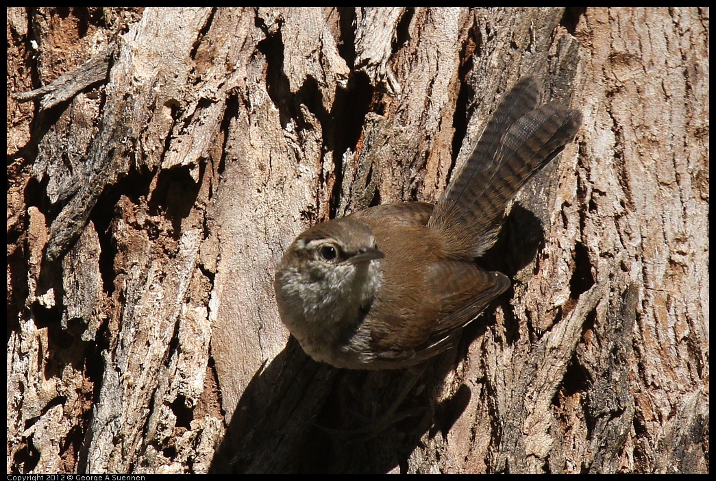 0703-091327-05.jpg - Bewick's Wren