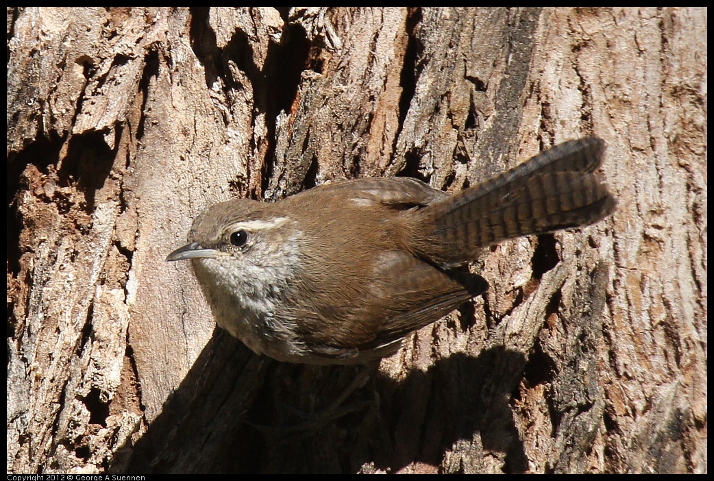 0703-091328-01.jpg - Bewick's Wren