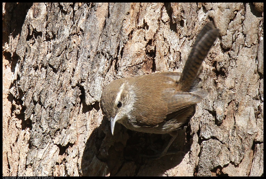 0703-091335-02.jpg - Bewick's Wren