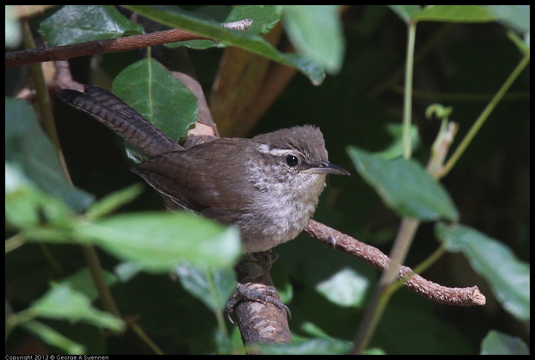 0703-091400-01.jpg - Bewick's Wren