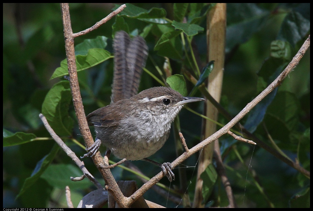 0703-091419-04.jpg - Bewick's Wren