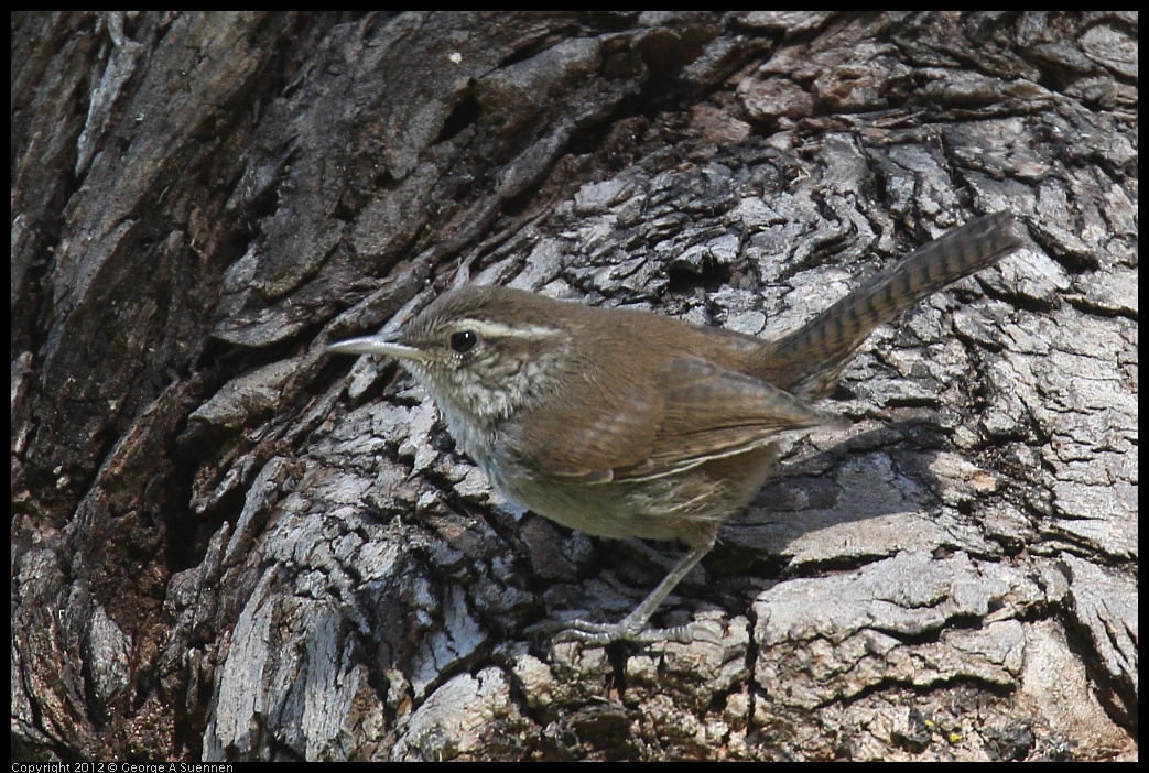 0703-091424-02.jpg - Bewick's Wren