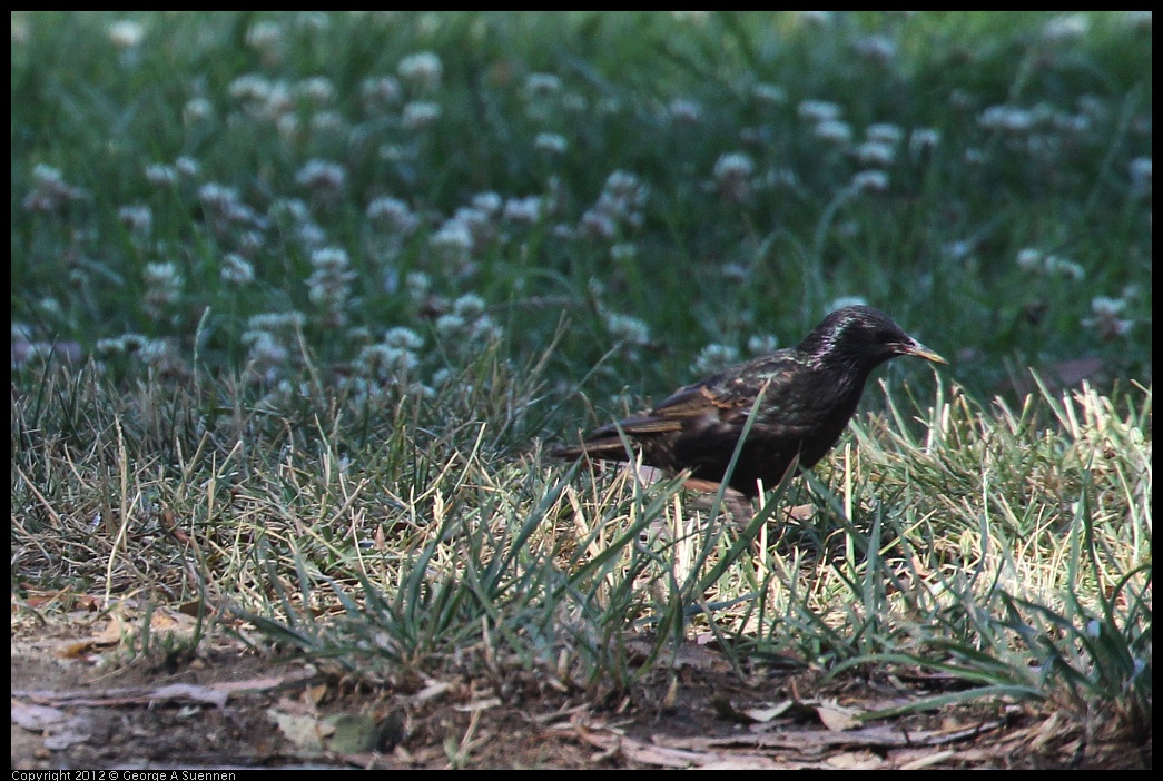 0703-092049-03.jpg - European Starling