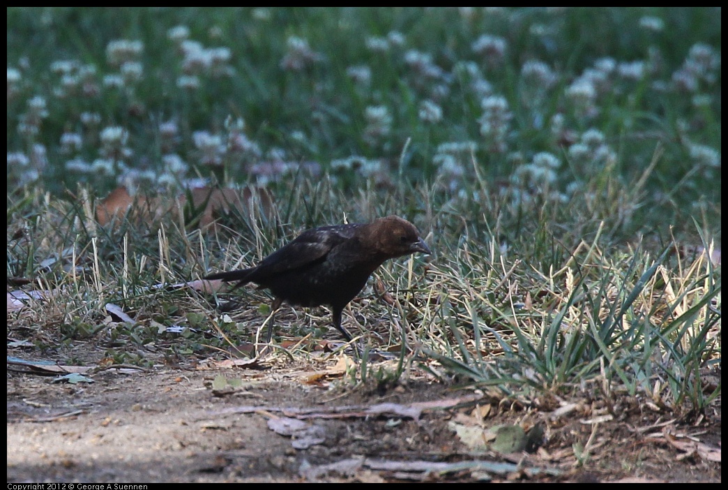 0703-092050-02.jpg - Brown-headed Cowbird