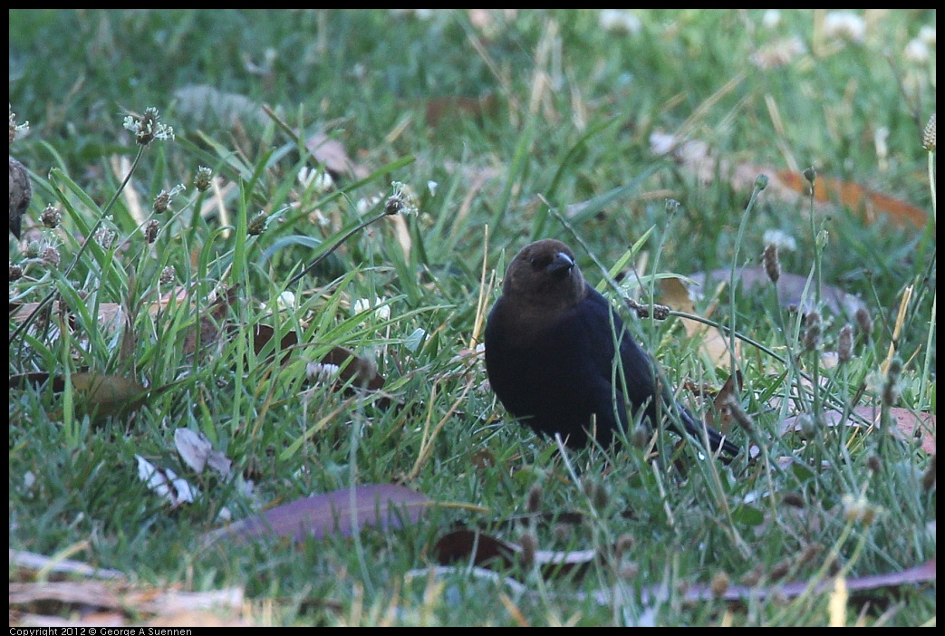 0703-092119-02.jpg - Brown-headed Cowbird