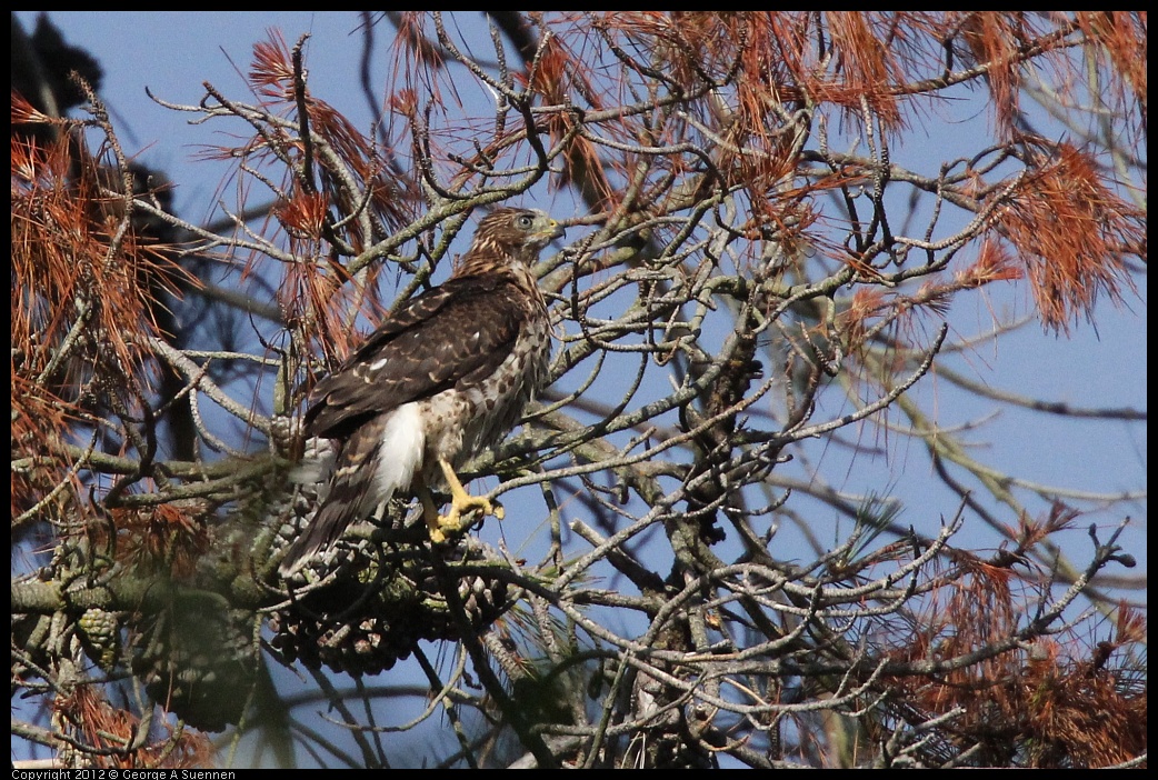 0704-165253-02.jpg - Cooper's Hawk Juvenile (?)