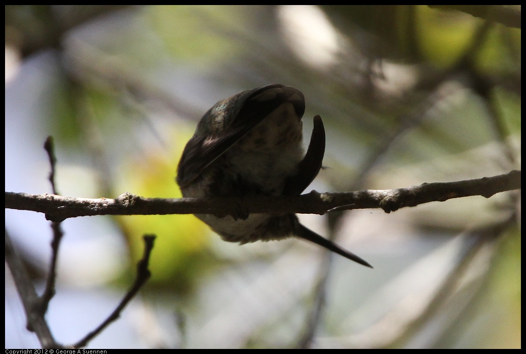 0704-171155-01.jpg - Anna's Hummingbird