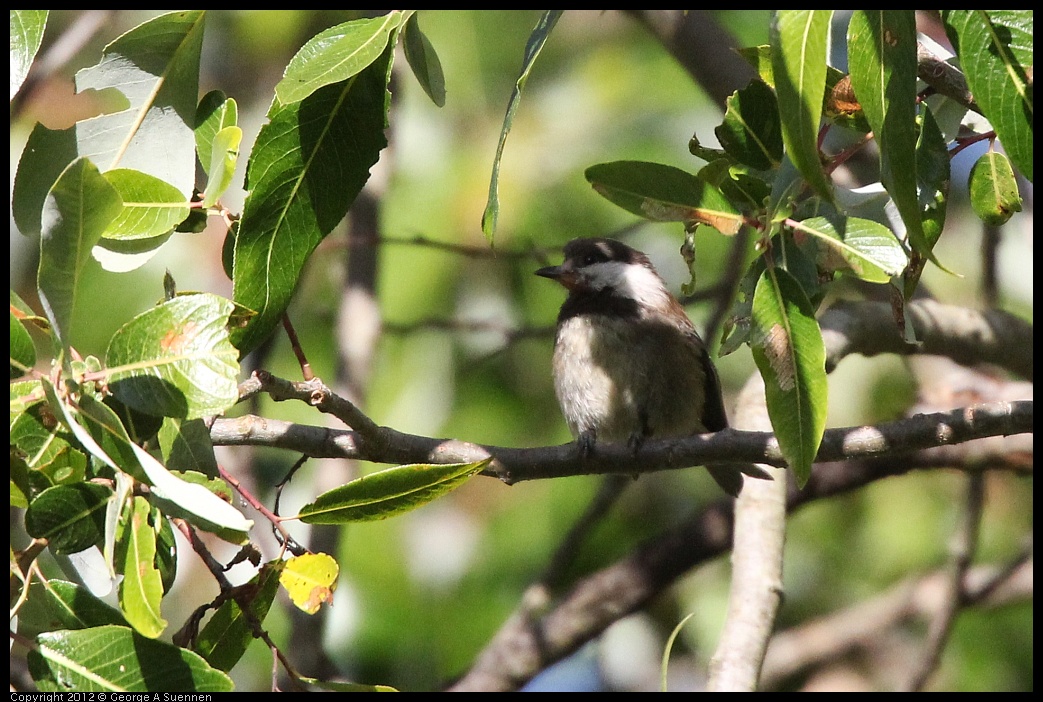 0704-172237-01.jpg - Chestnut-backed Chickadee