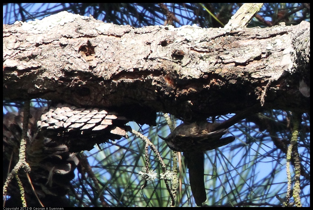 0704-172609-03.jpg - Brown Creeper