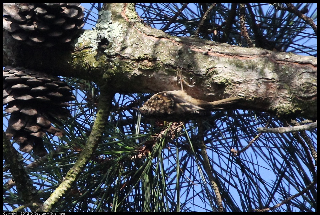 0704-172615-03.jpg - Brown Creeper