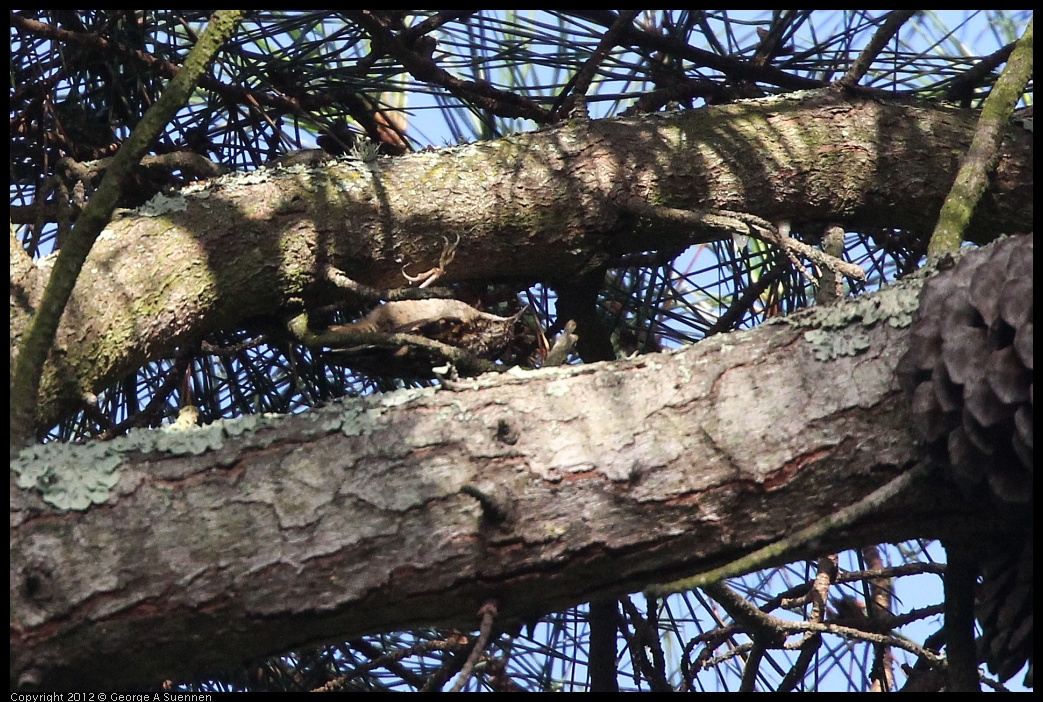 0704-172627-01.jpg - Brown Creeper