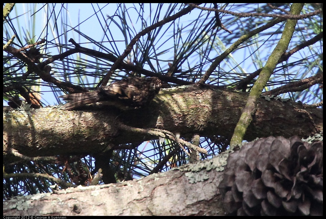 0704-172628-01.jpg - Brown Creeper