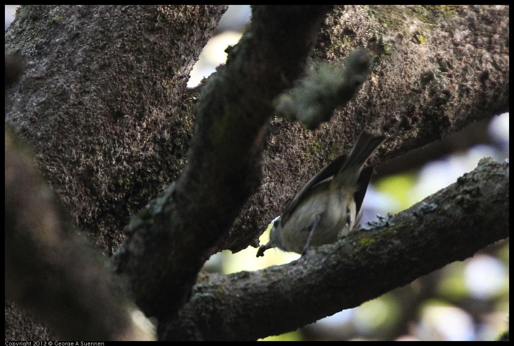 0704-173012-02.jpg - Hutton's Vireo