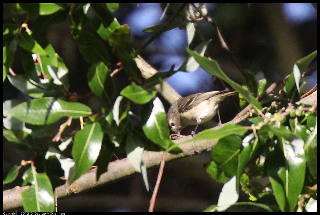 0704-173337-03.jpg - Hutton's Vireo