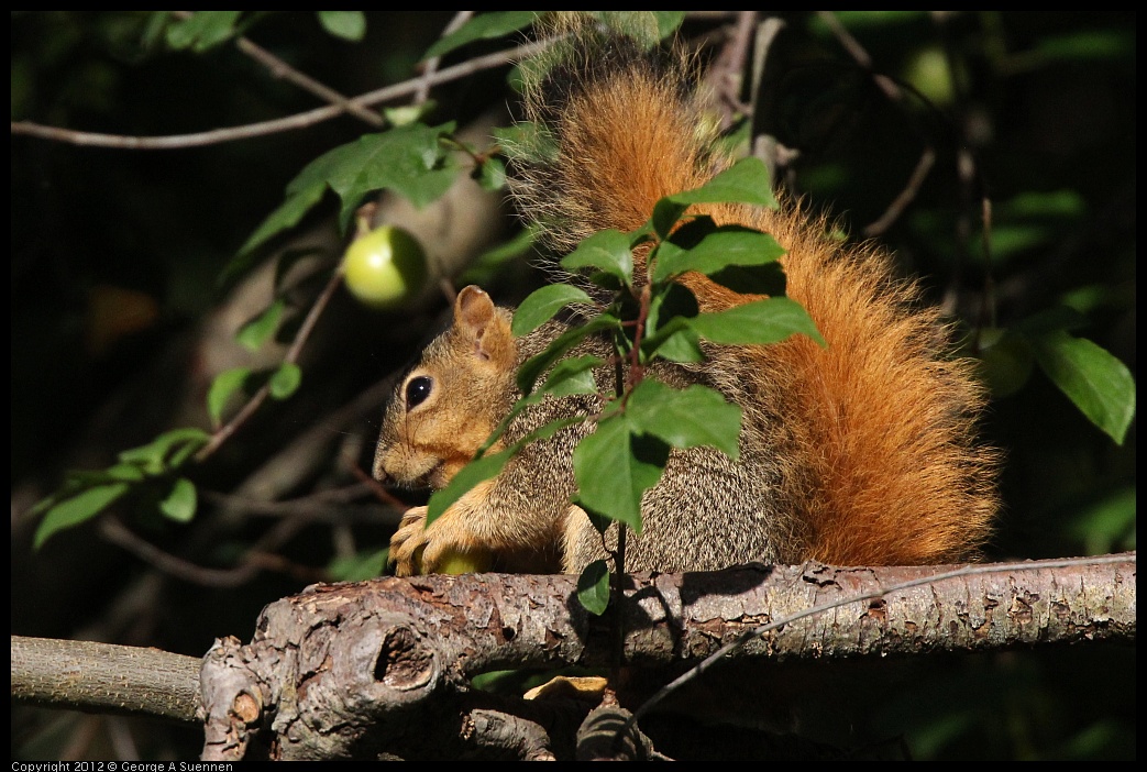 0704-173519-01.jpg - Squirrel