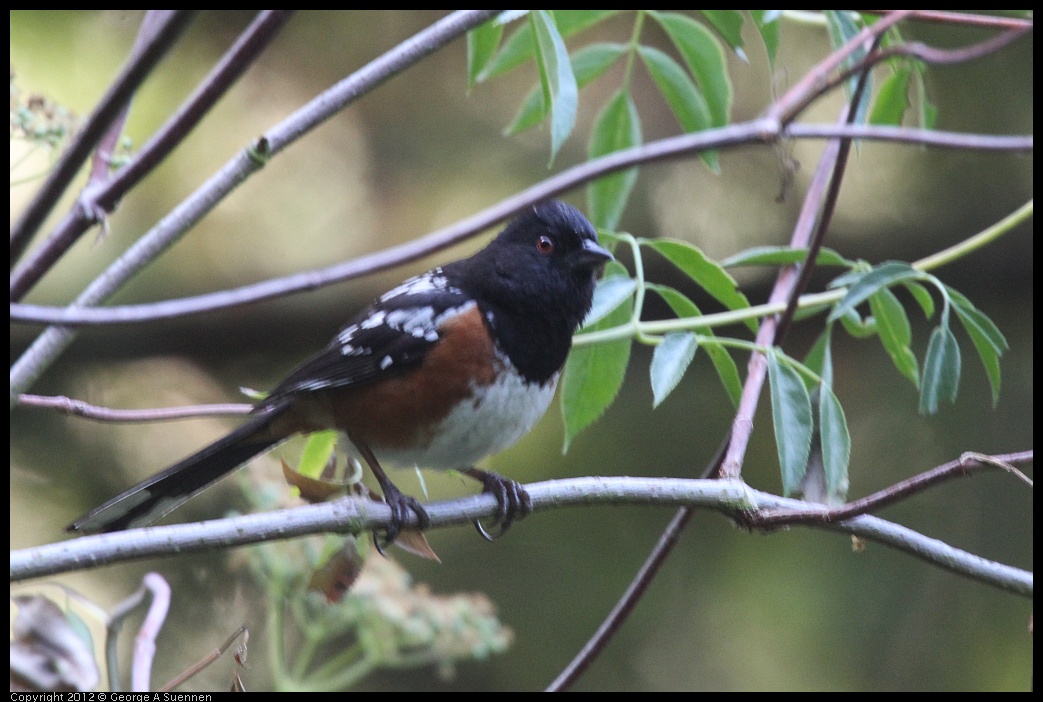 0704-174430-01.jpg - Spotted Towhee