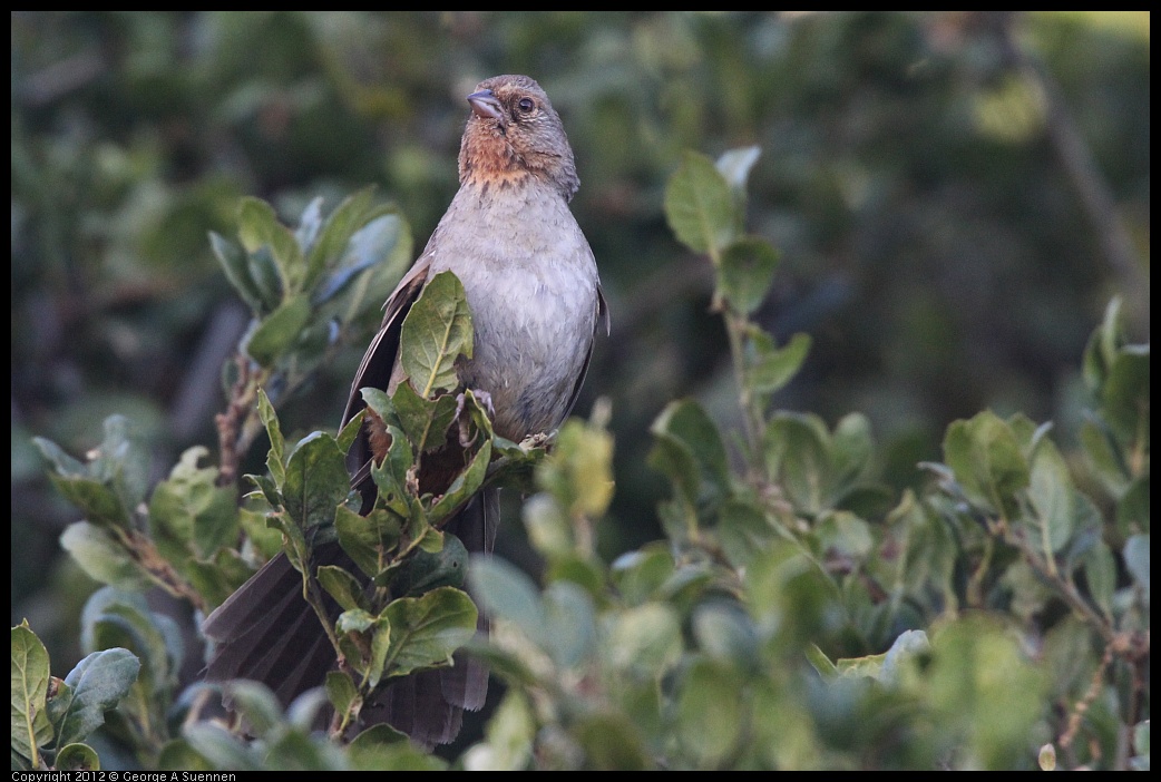 0704-175247-02.jpg - California Towhee