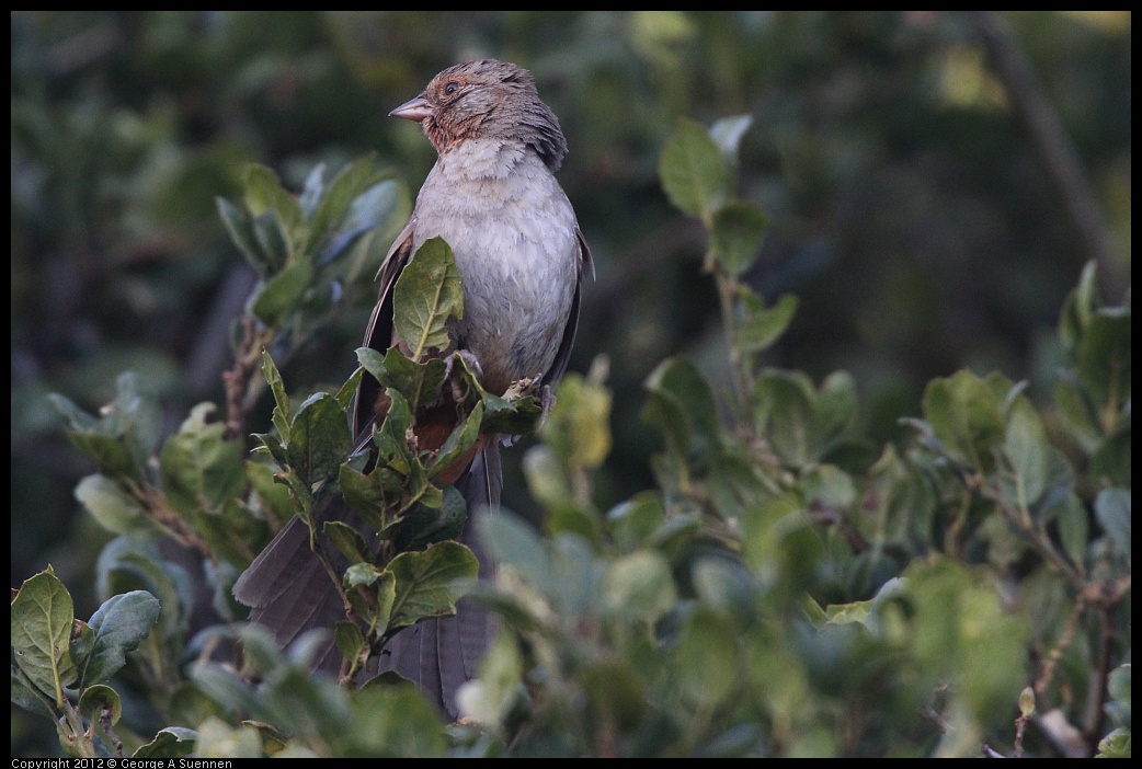 0704-175247-03.jpg - California Towhee