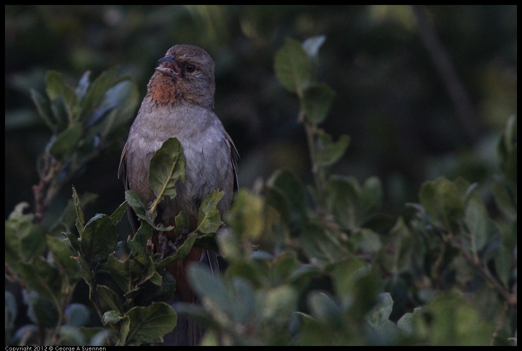 0704-175254-04.jpg - California Towhee