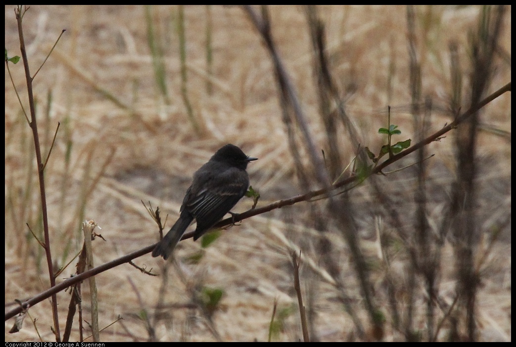 0708-070253-02.jpg - Black Phoebe