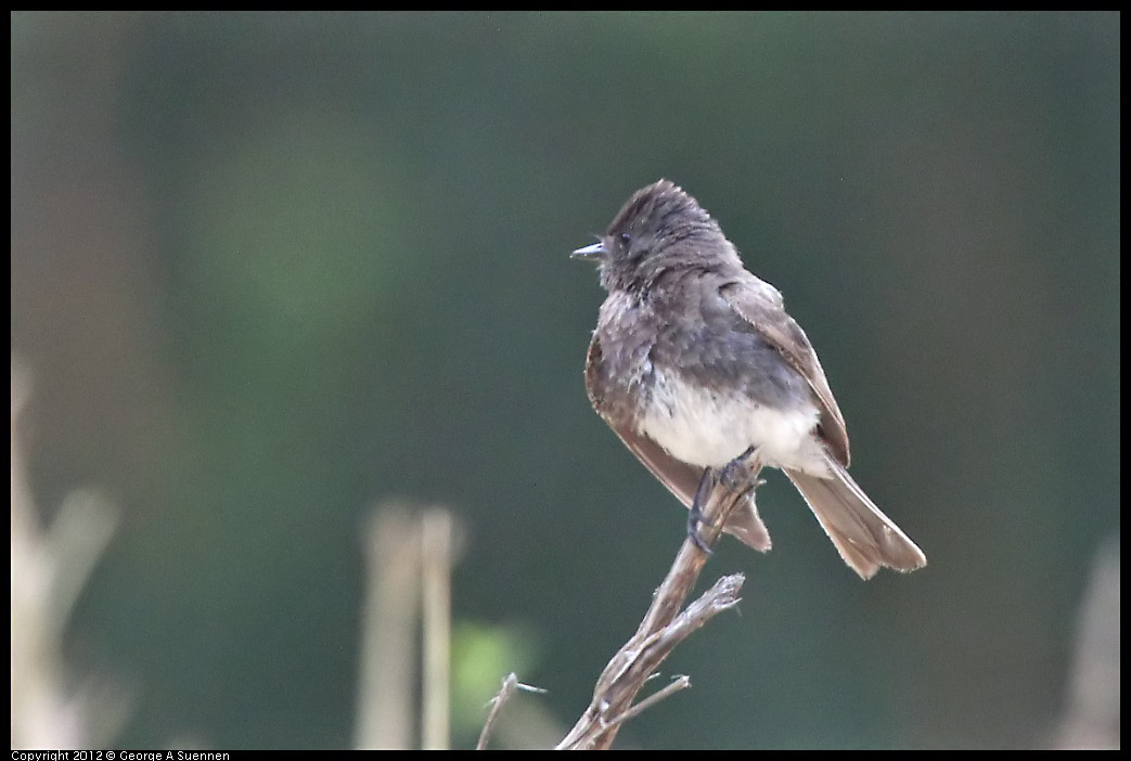 0708-070350-01.jpg - Black Phoebe