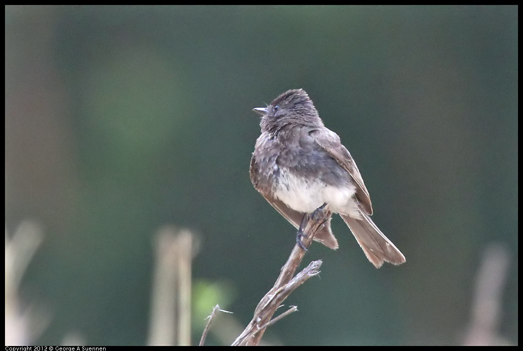 0708-070351-01.jpg - Black Phoebe