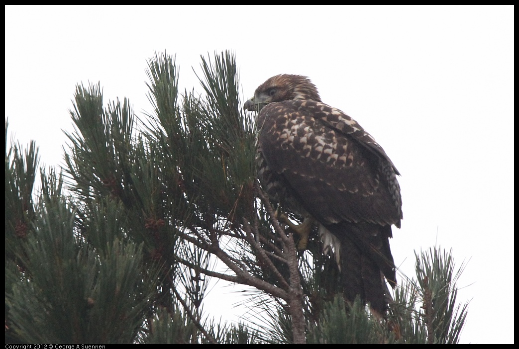 0708-070445-01.jpg - Red-tailed Hawk Juvenile