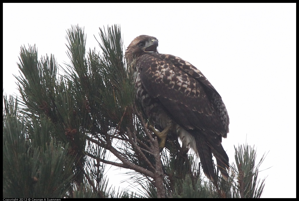 0708-070451-02.jpg - Red-tailed Hawk Juvenile