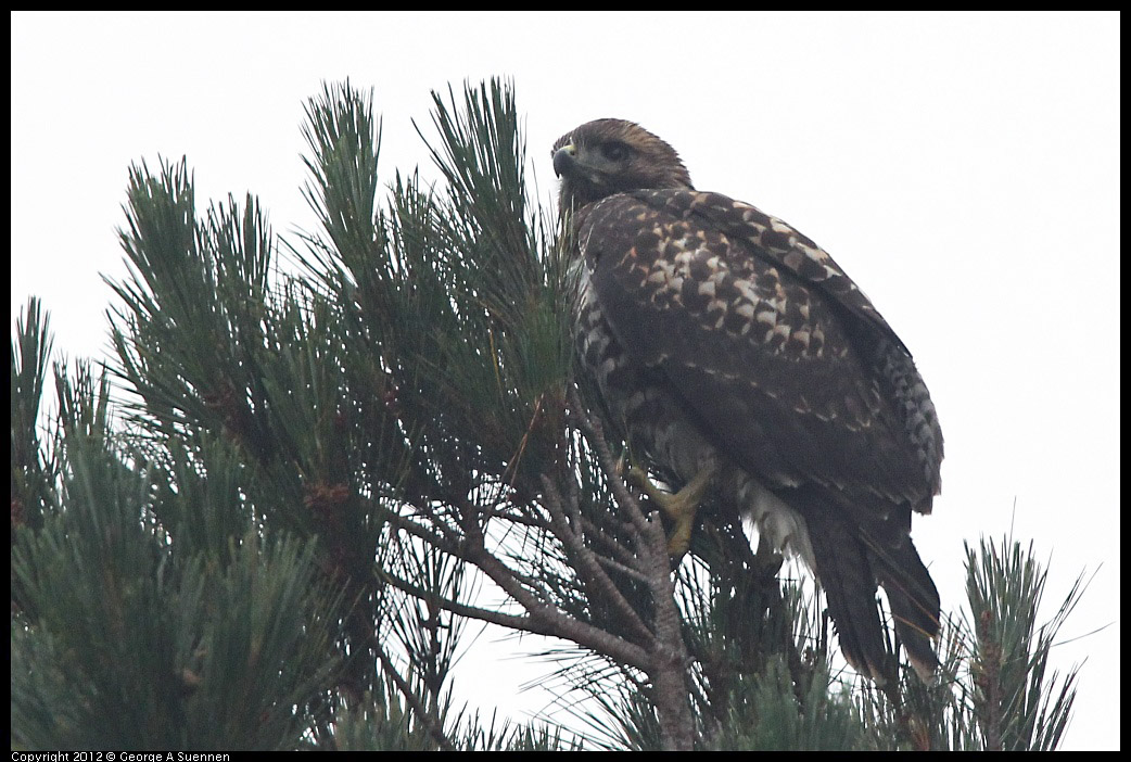 0708-070455-04.jpg - Red-tailed Hawk Juvenile