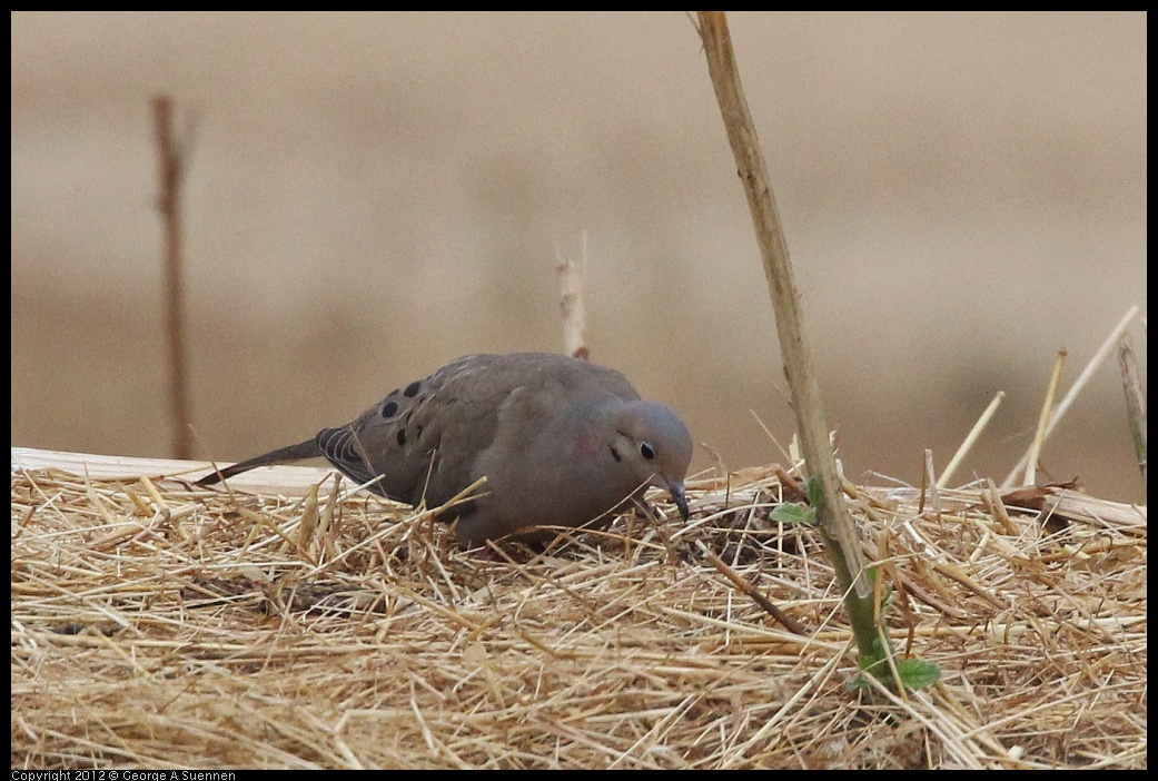 0708-070615-01.jpg - Mourning Dove