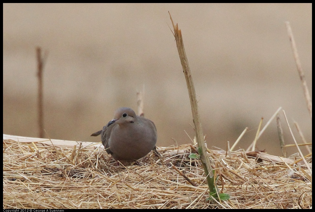 0708-070621-02.jpg - Mourning Dove