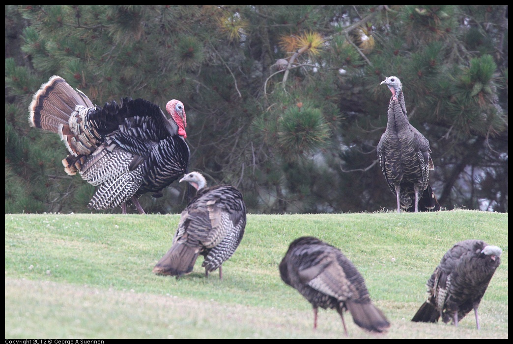 0708-071240-03.jpg - Wild Turkey