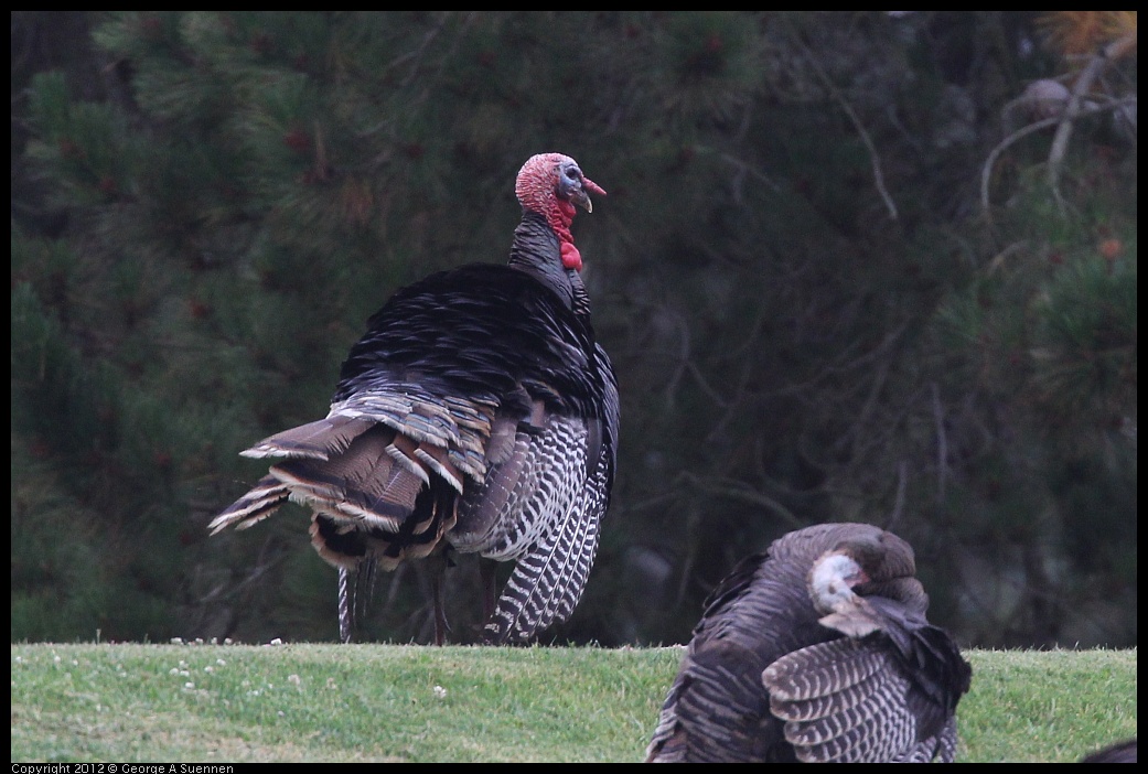 0708-071313-01.jpg - Wild Turkey