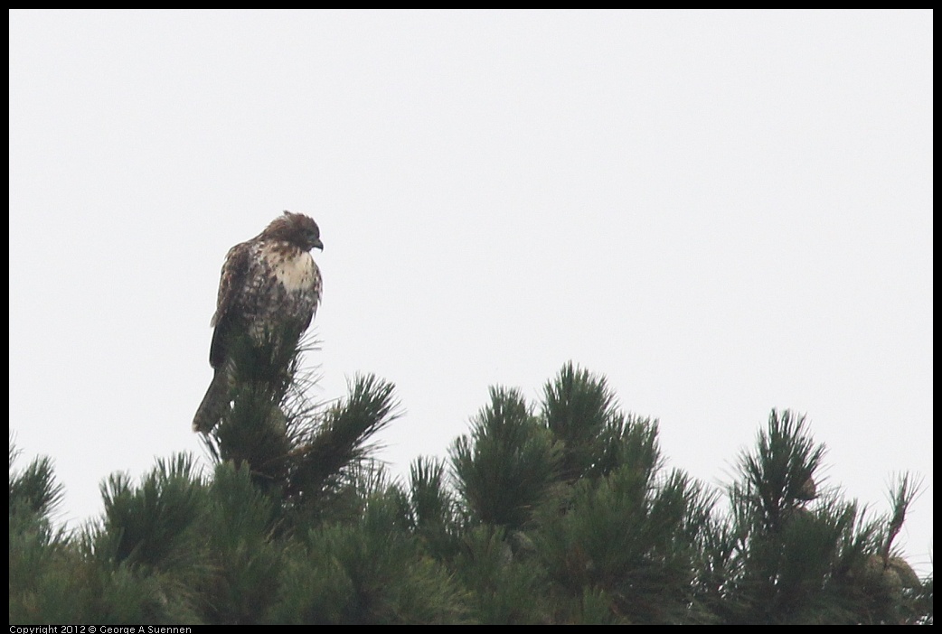 0708-071348-02.jpg - Red-tailed Hawk Juvenile