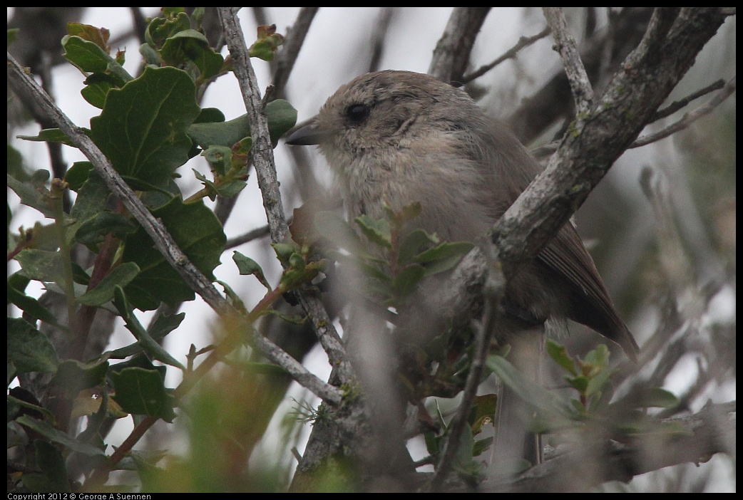 0708-071626-02.jpg - Bushtit