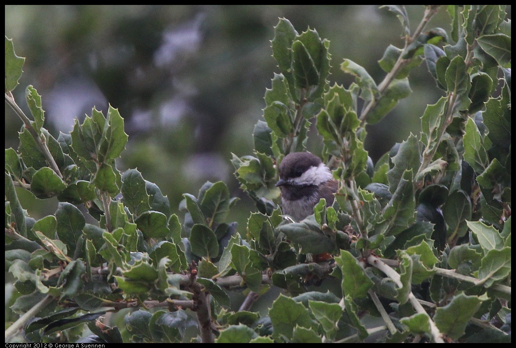 0708-072316-02.jpg - Chestnut-backed Chickadee