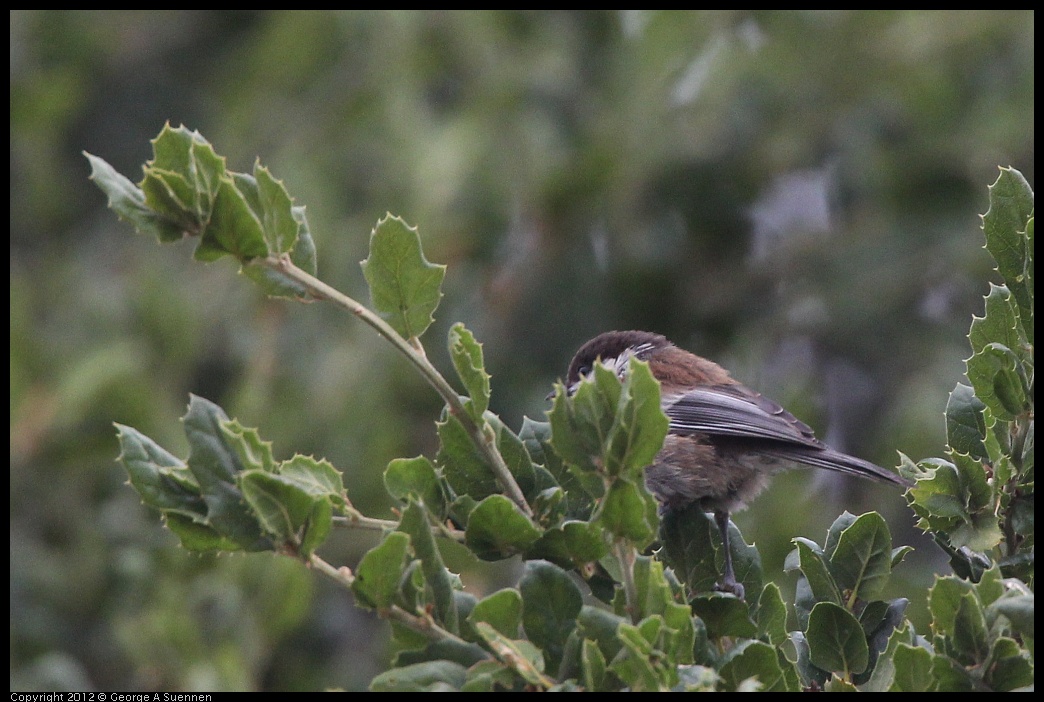 0708-072322-02.jpg - Chestnut-backed Chickadee