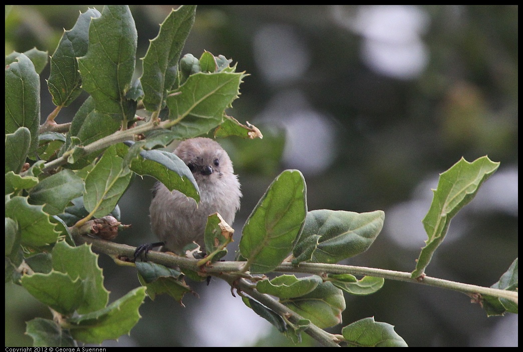 0708-072409-03.jpg - Bushtit