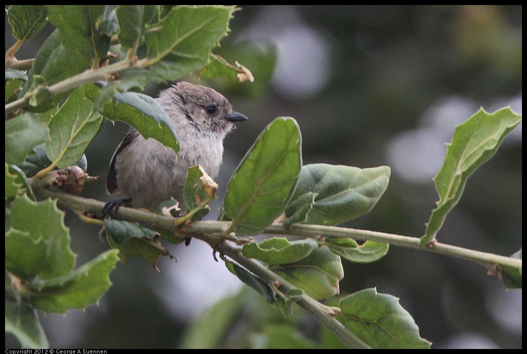 0708-072409-04.jpg - Bushtit