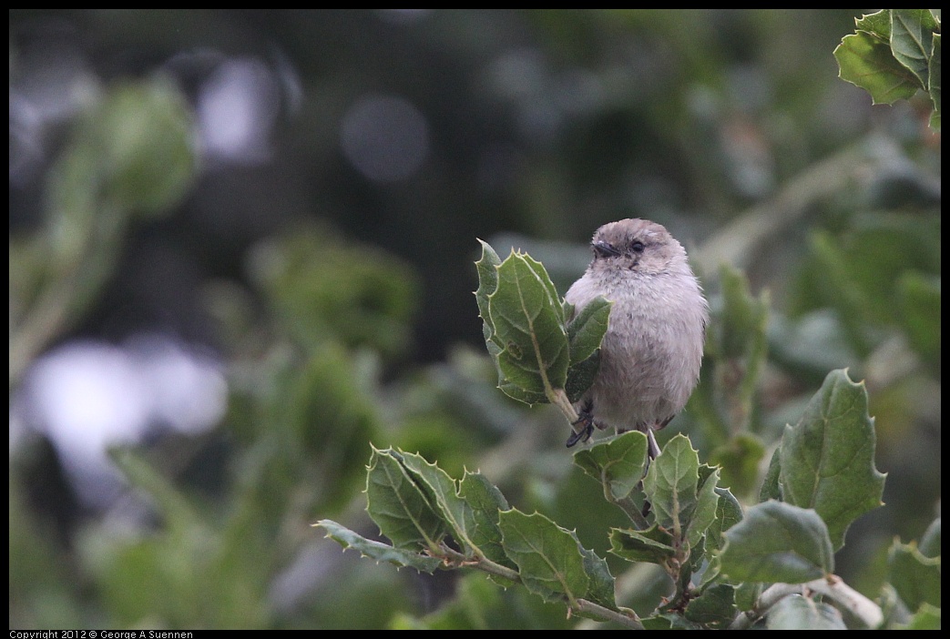 0708-072423-02.jpg - Bushtit