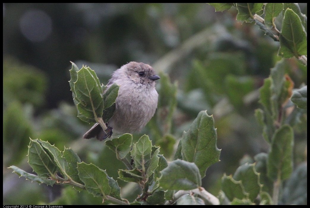 0708-072424-01.jpg - Bushtit