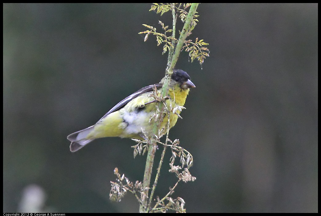 0708-072712-01.jpg - Lesser Goldfinch