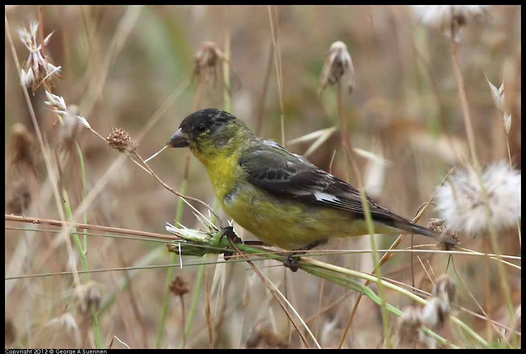 0708-072822-02.jpg - Lesser Goldfinch