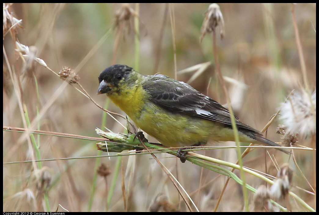 0708-072826-03.jpg - Lesser Goldfinch