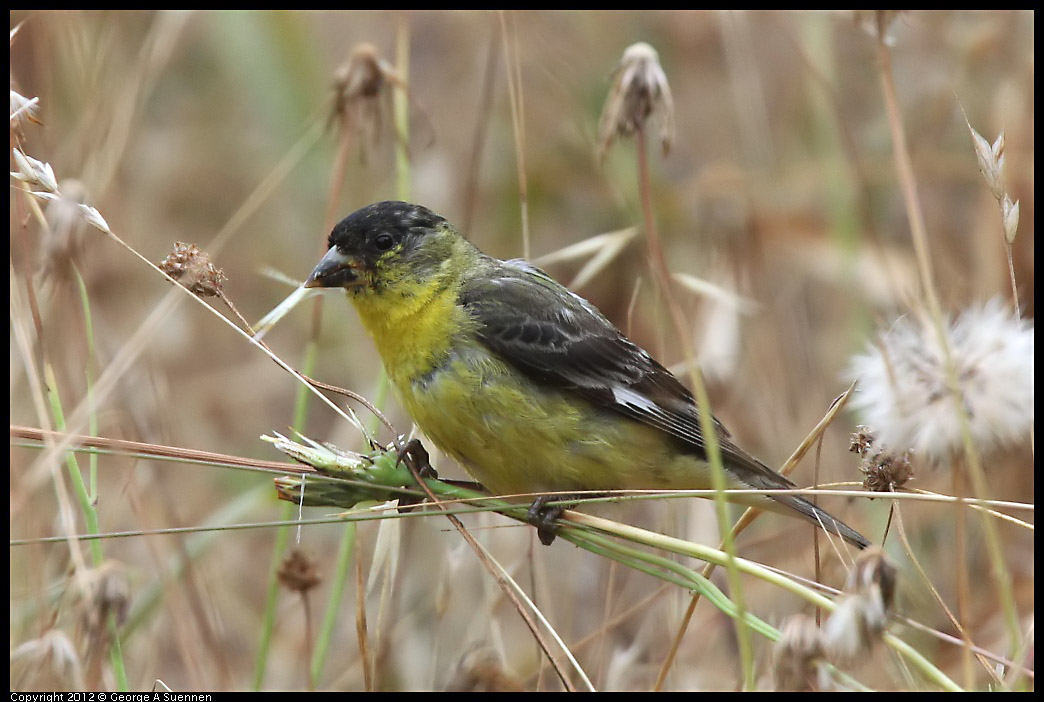 0708-072830-03.jpg - Lesser Goldfinch