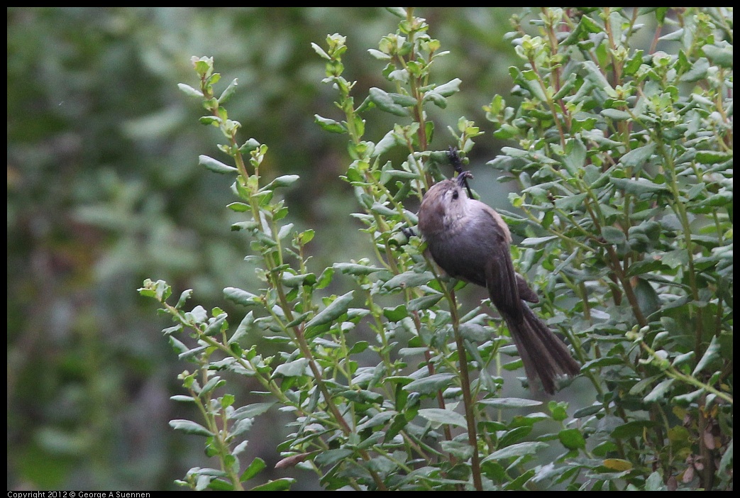 0708-072859-01.jpg - Bushtit